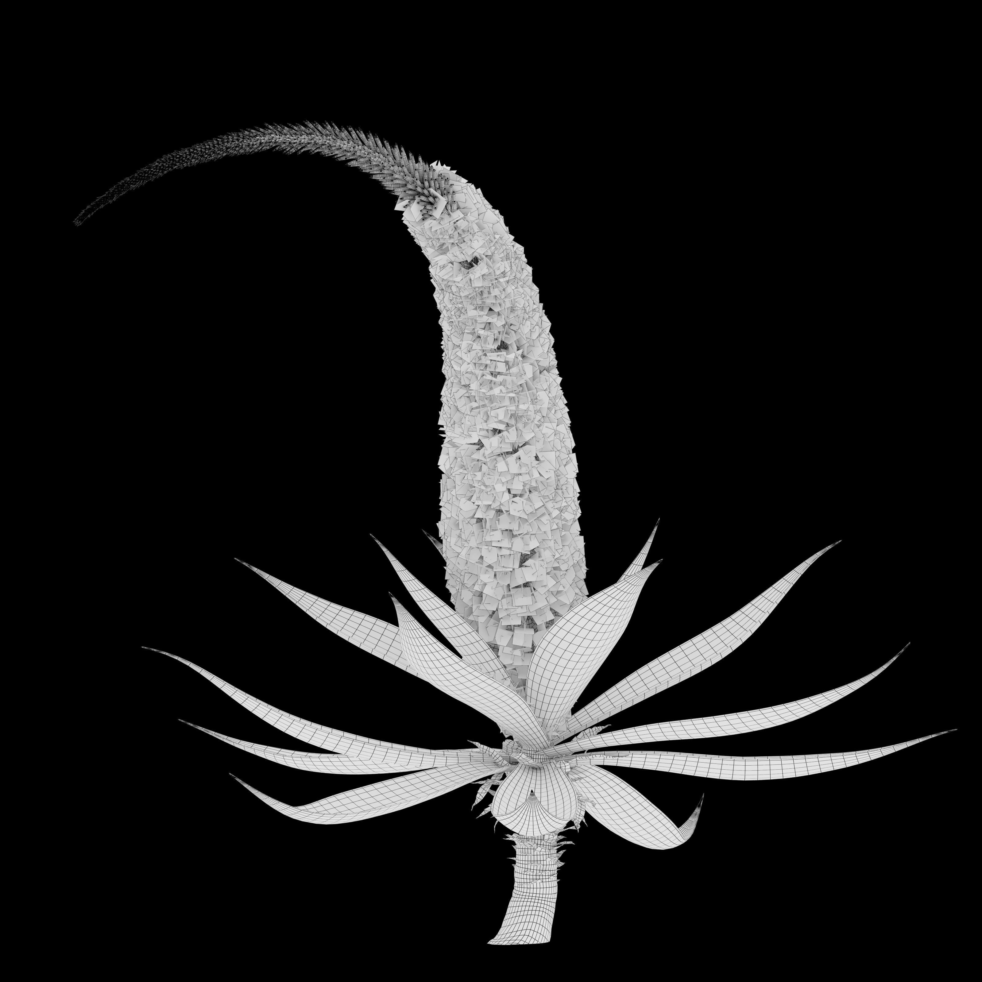 Agave attenuata 3D model_4