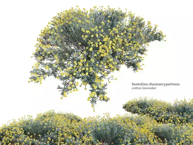 Santolina chamaecyparissus