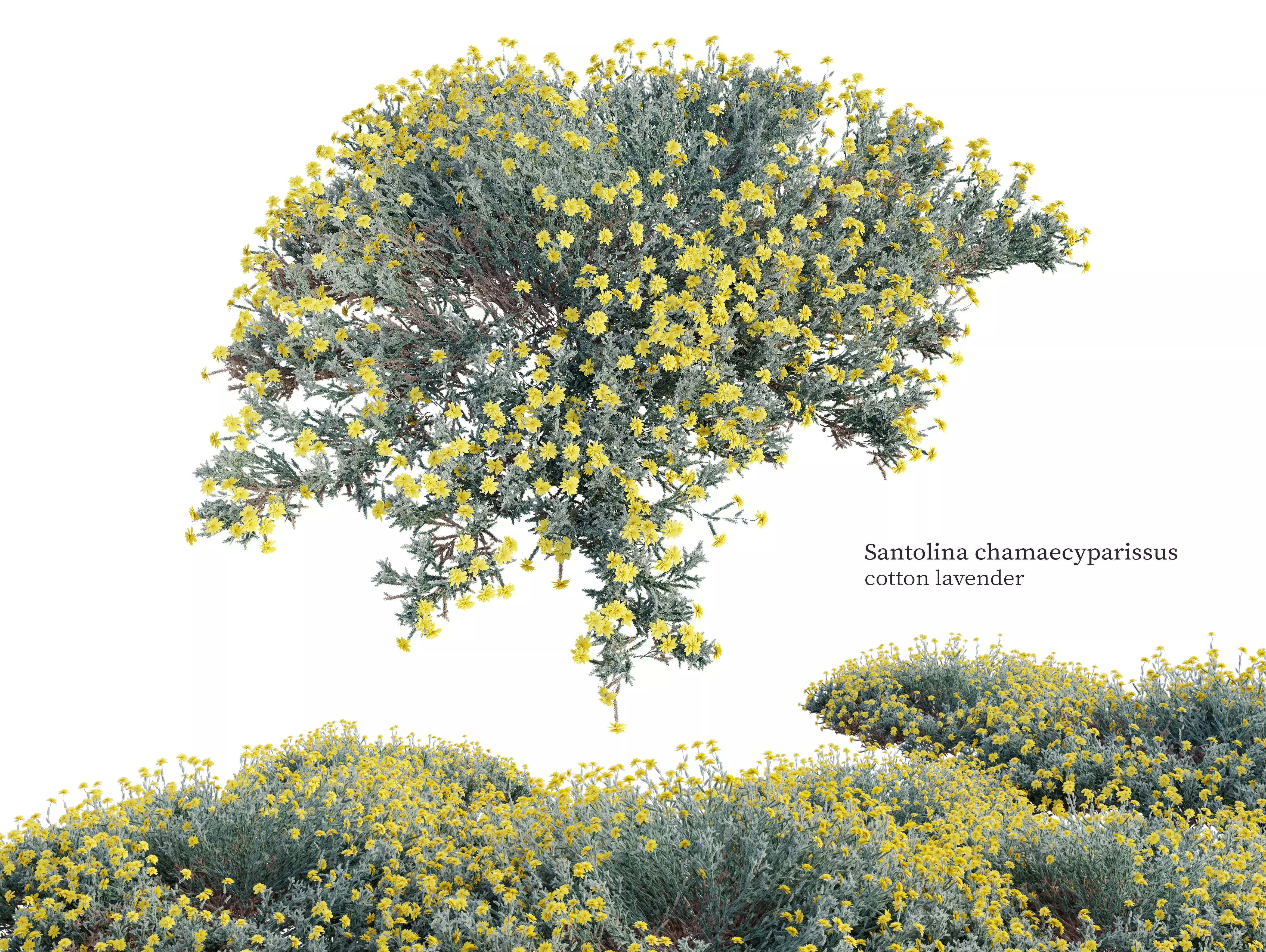 Santolina chamaecyparissus 3D model_0