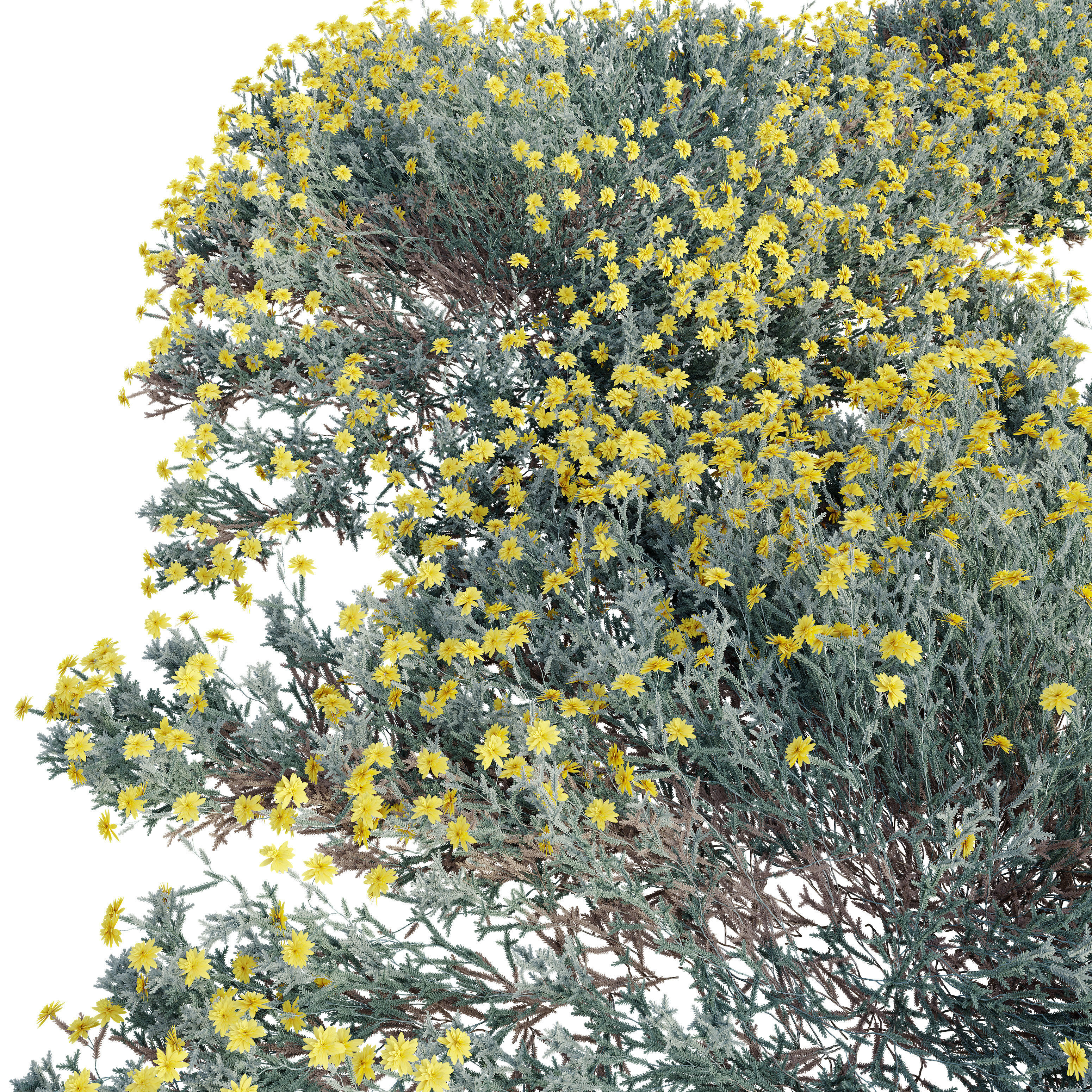 Santolina chamaecyparissus 3D model_2