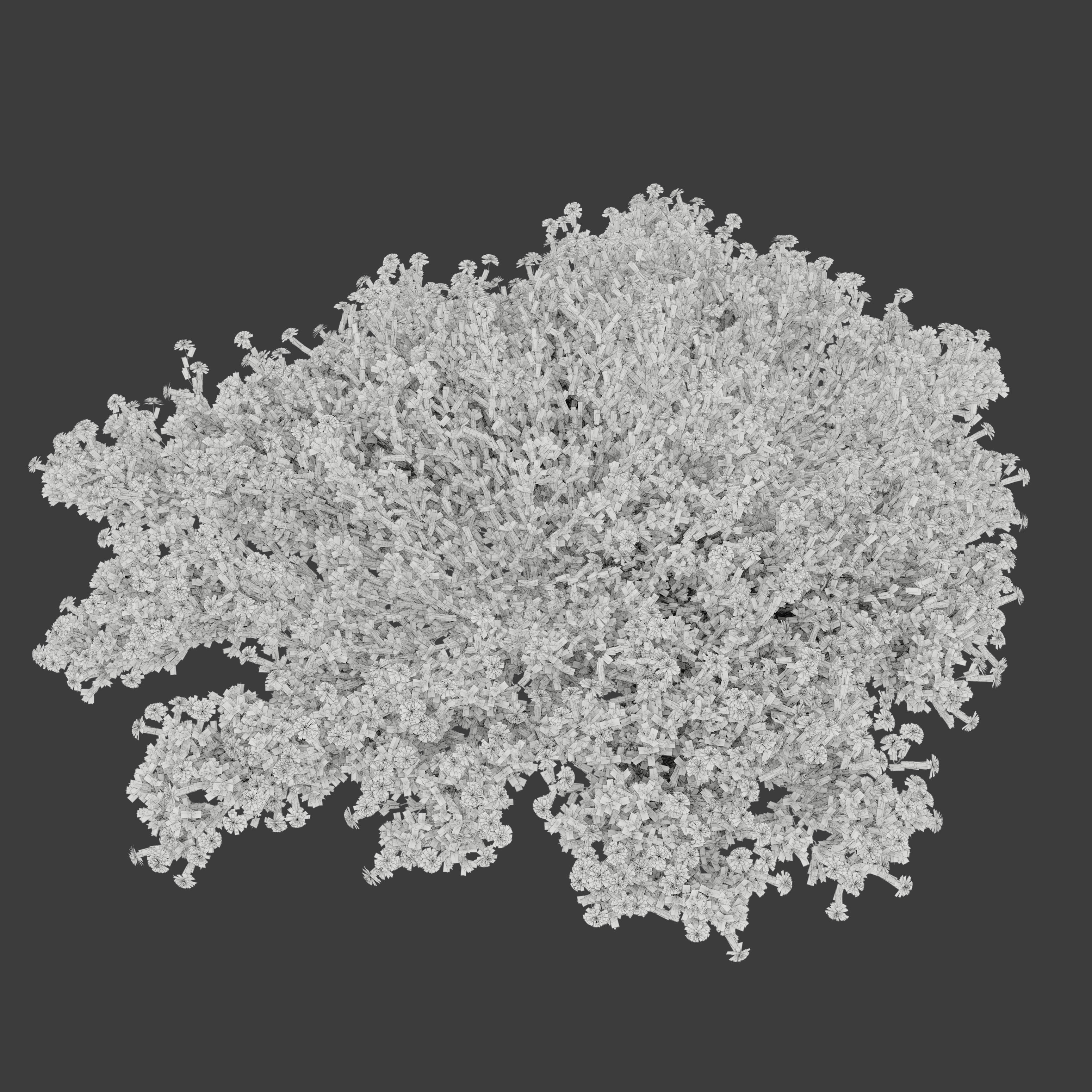 Santolina chamaecyparissus 3D model_3