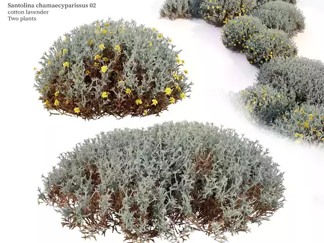 Santolina chamaecyparissus 02