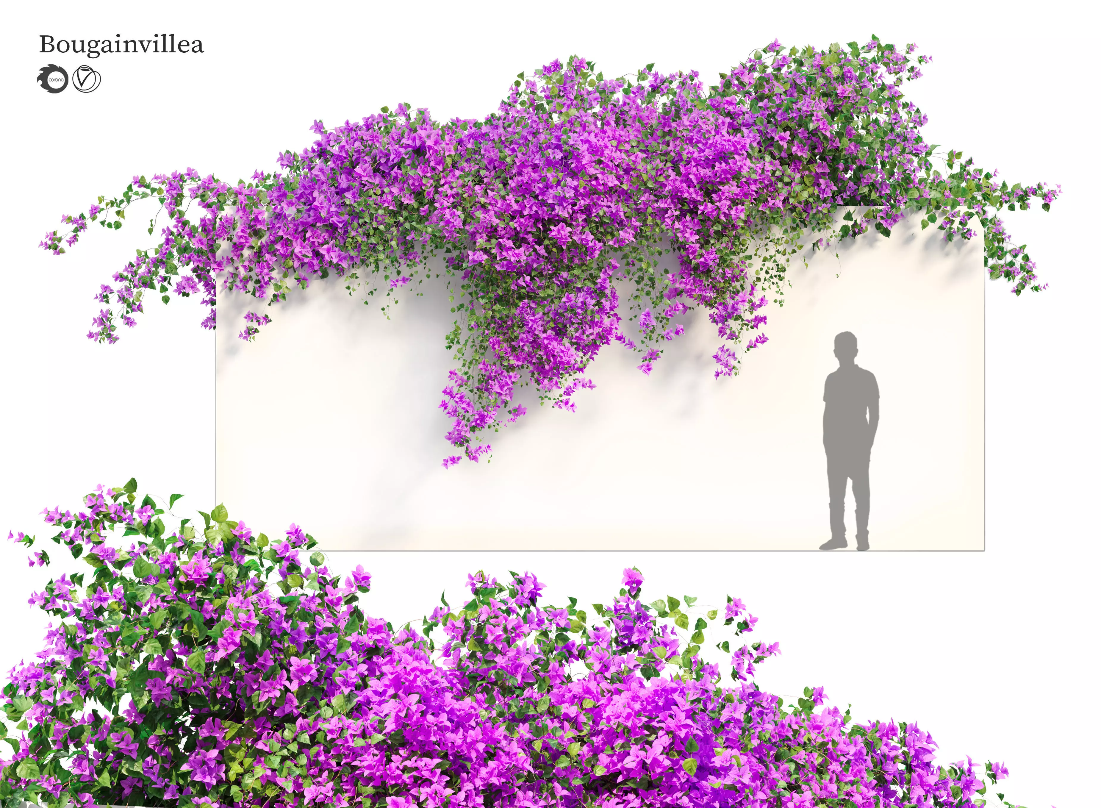 Bougainvillea 3D model_0