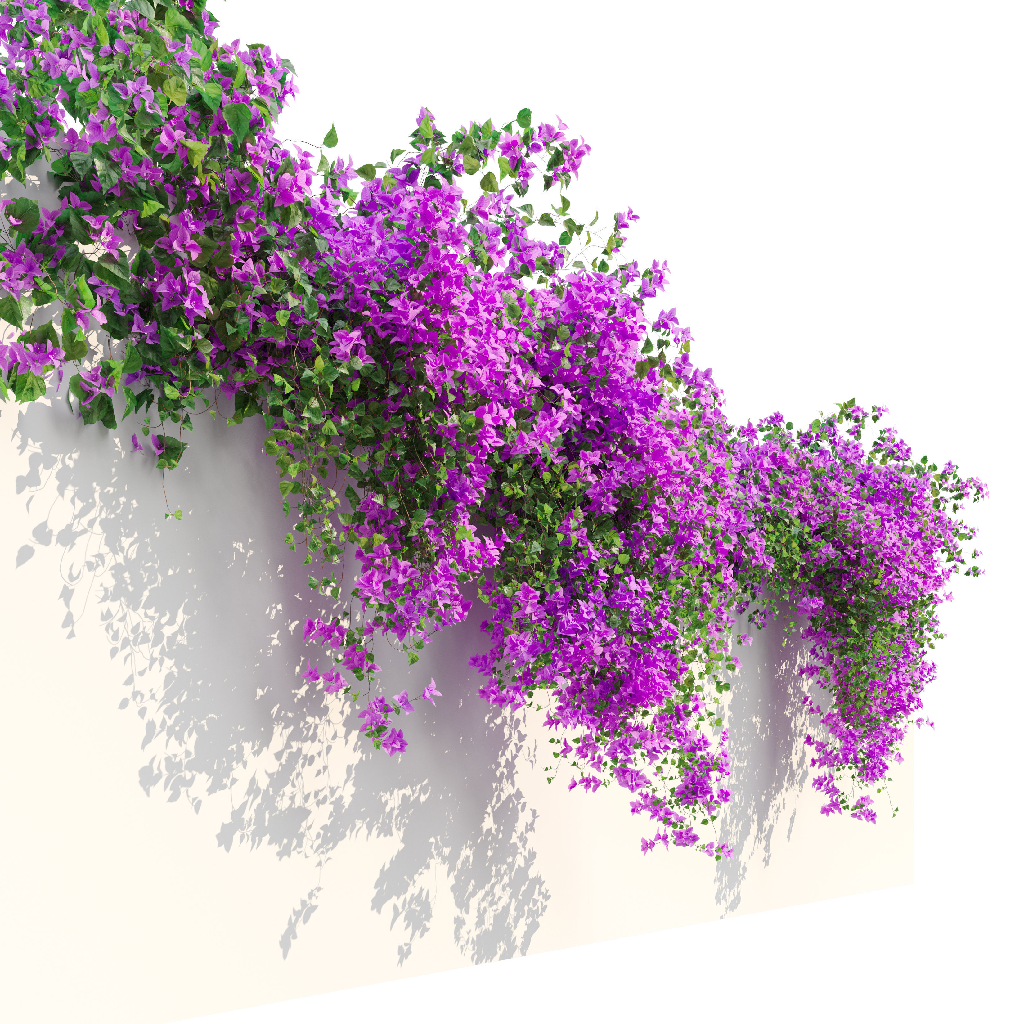 Bougainvillea 3D model_1