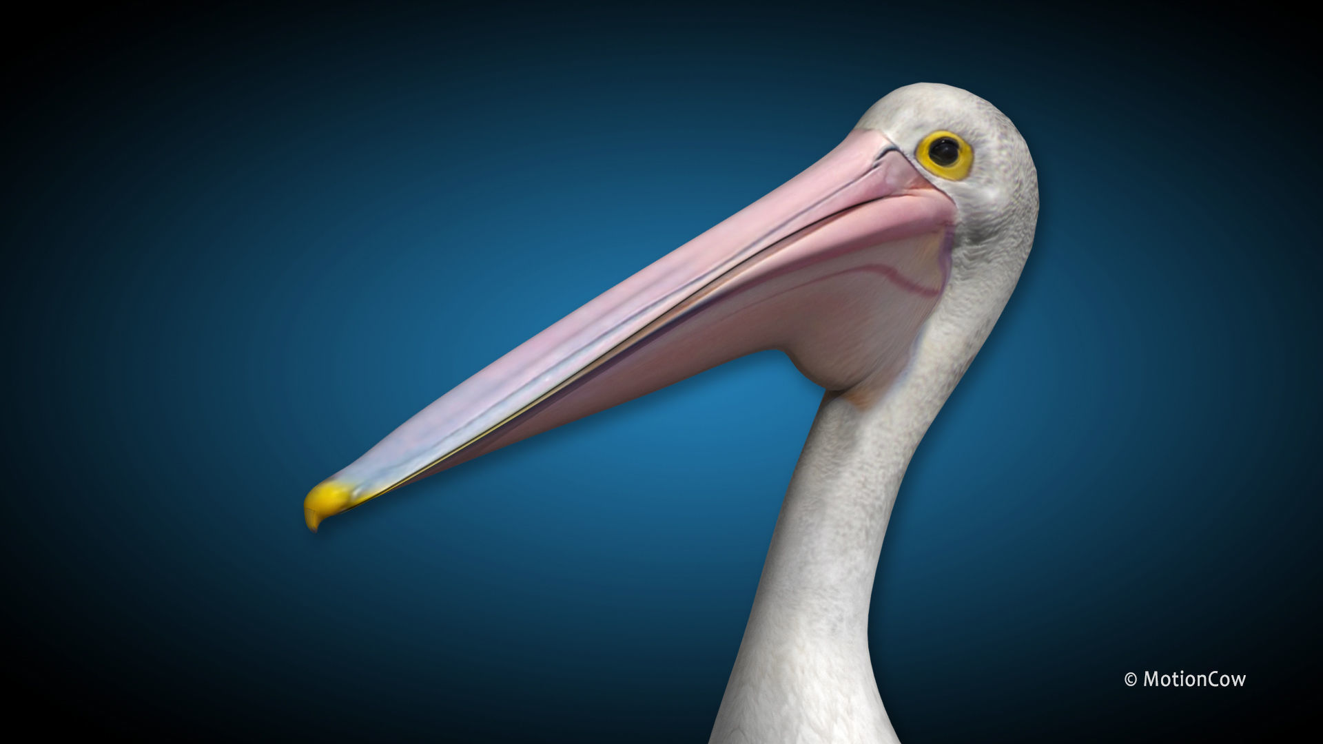 Pelican - Folded Wings 3D model_6