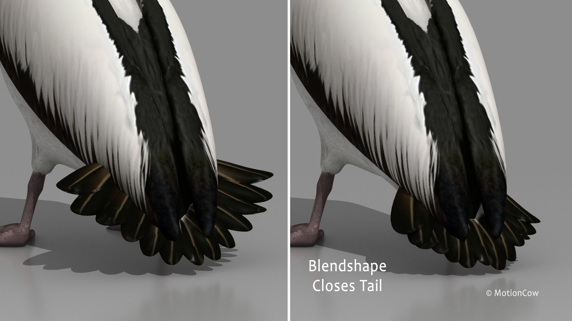 Pelican - Folded Wings 3D model_8