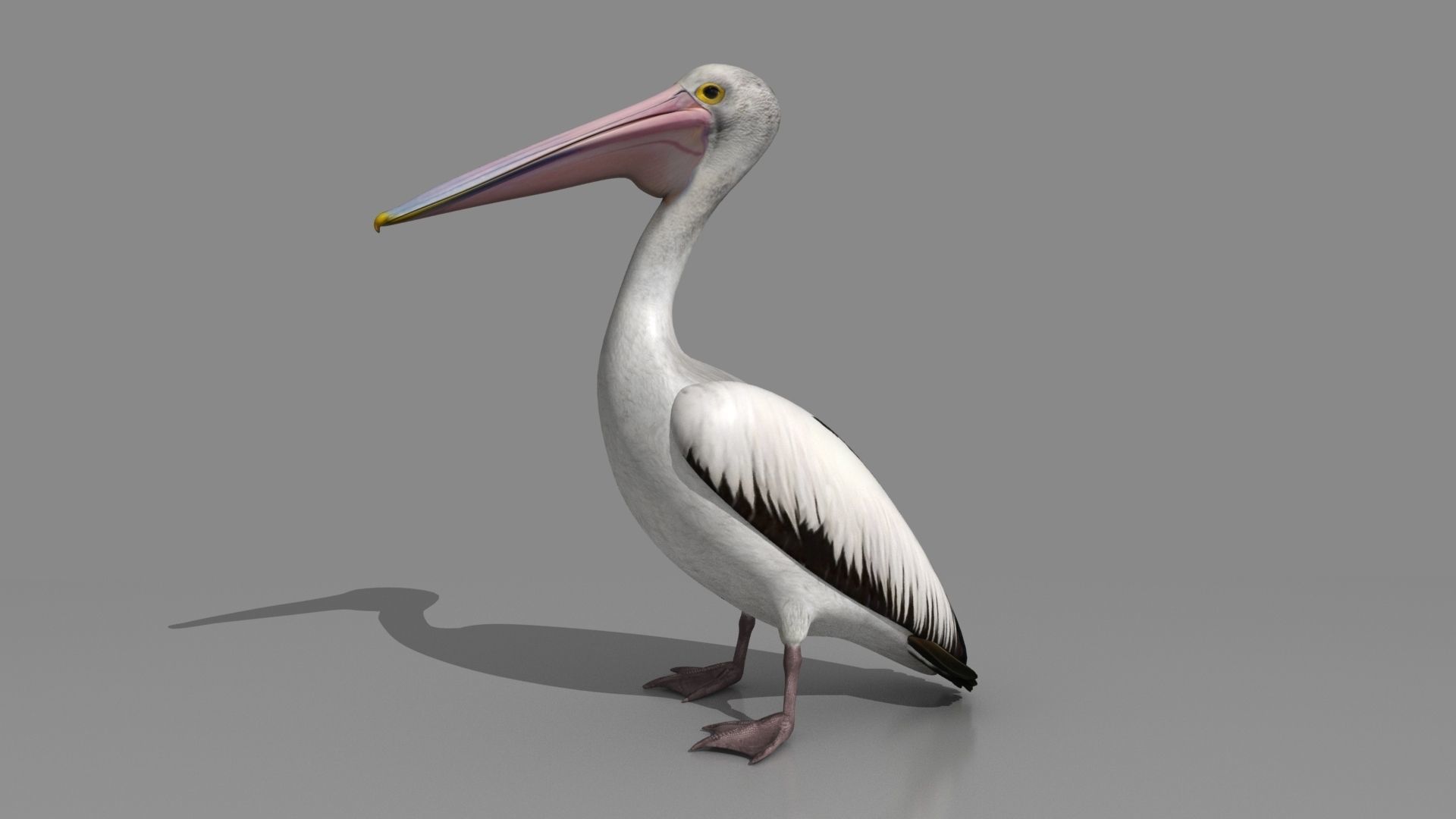 Pelican - Folded Wings 3D model_3