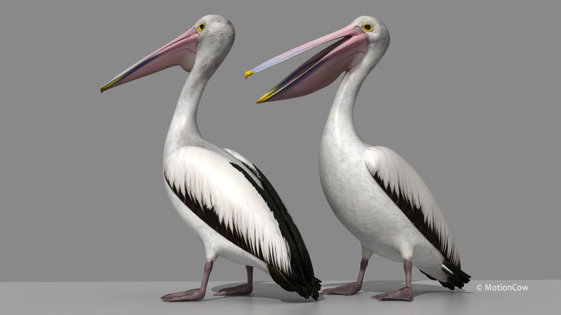 Pelican - Folded Wings 3D model_11