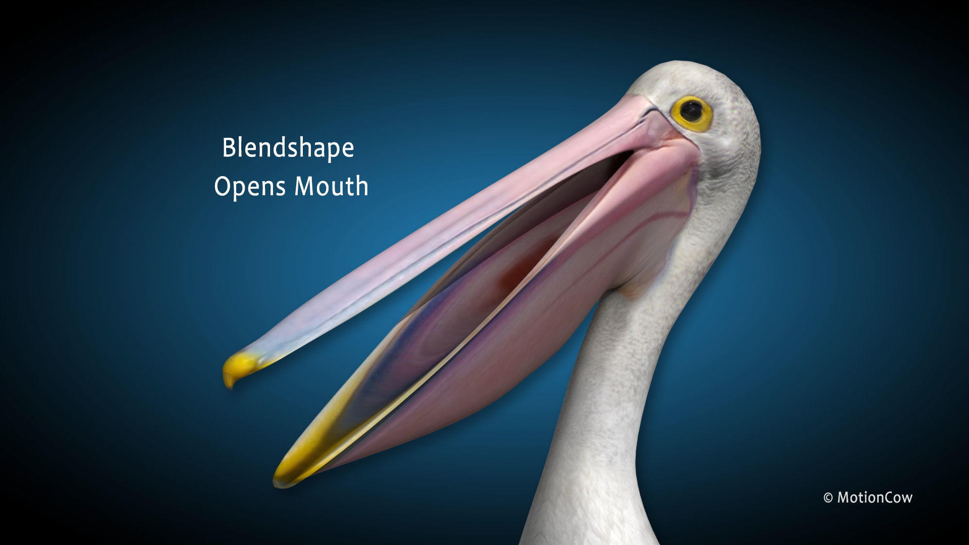 Pelican - Folded Wings 3D model_7