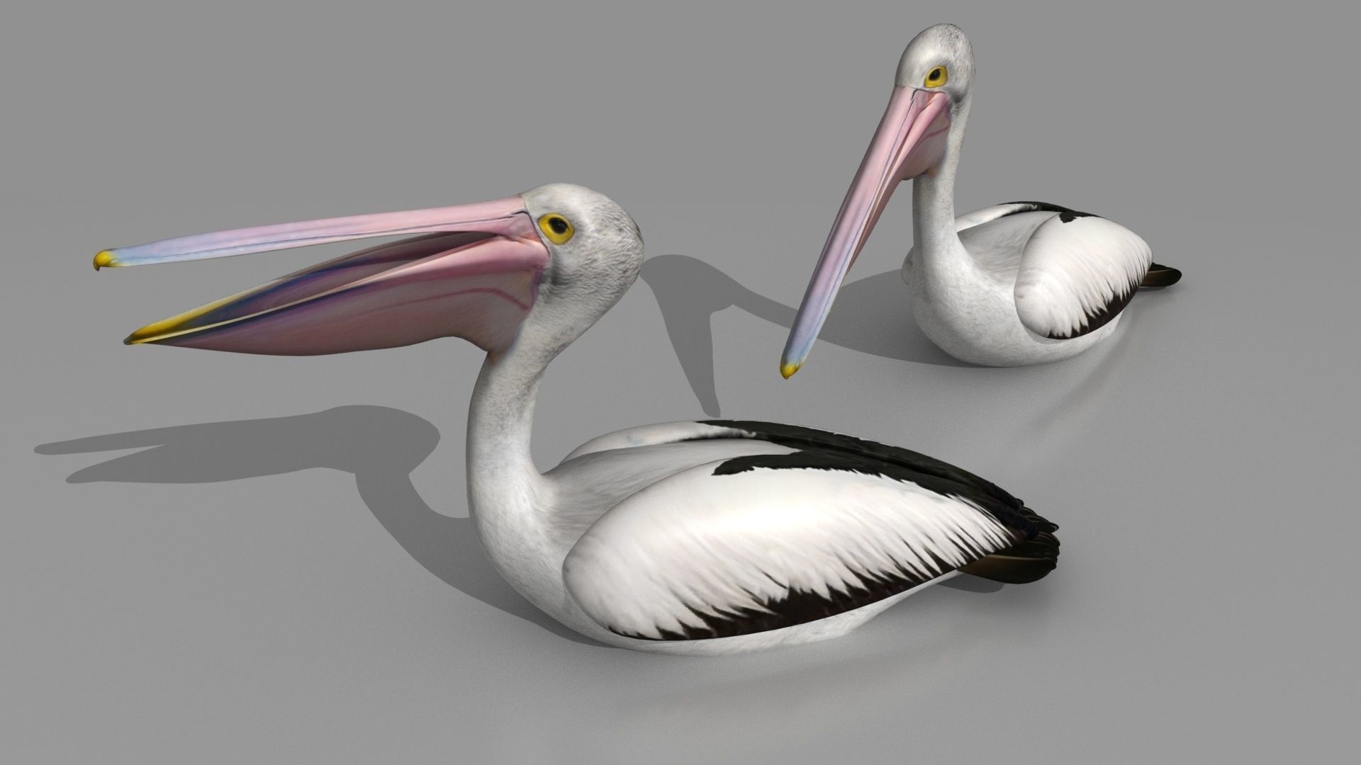 Pelican - Folded Wings 3D model_10