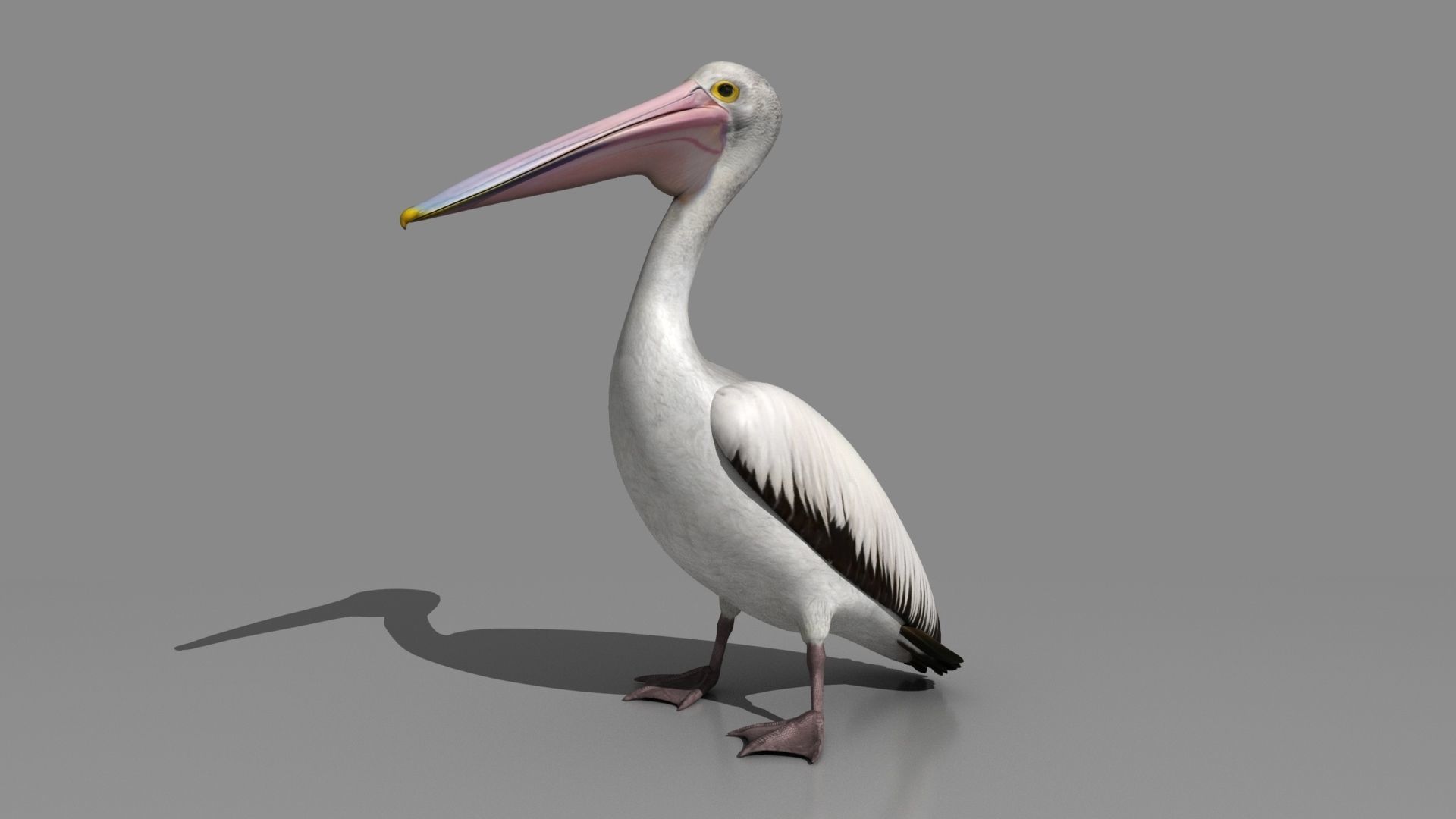 Pelican - Folded Wings 3D model_2