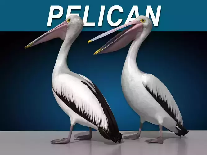 Pelican - Folded Wings 3D model