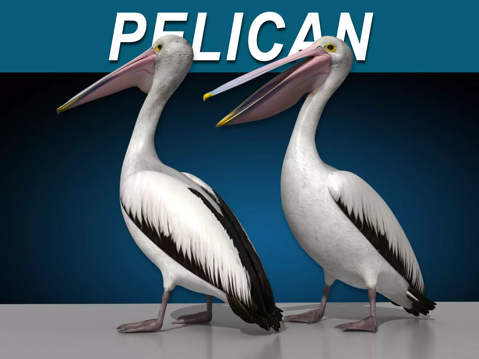 Pelican - Folded Wings 3D model_0
