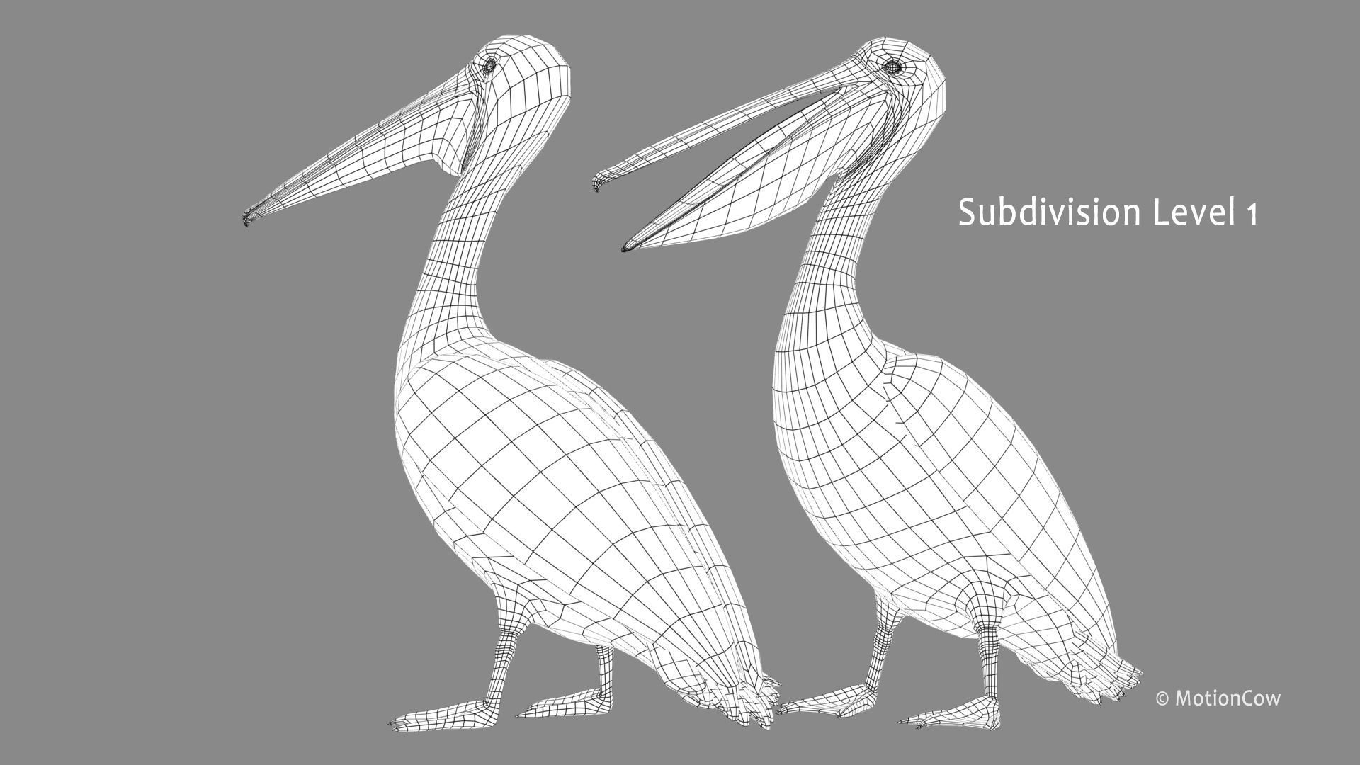Pelican - Folded Wings 3D model_13