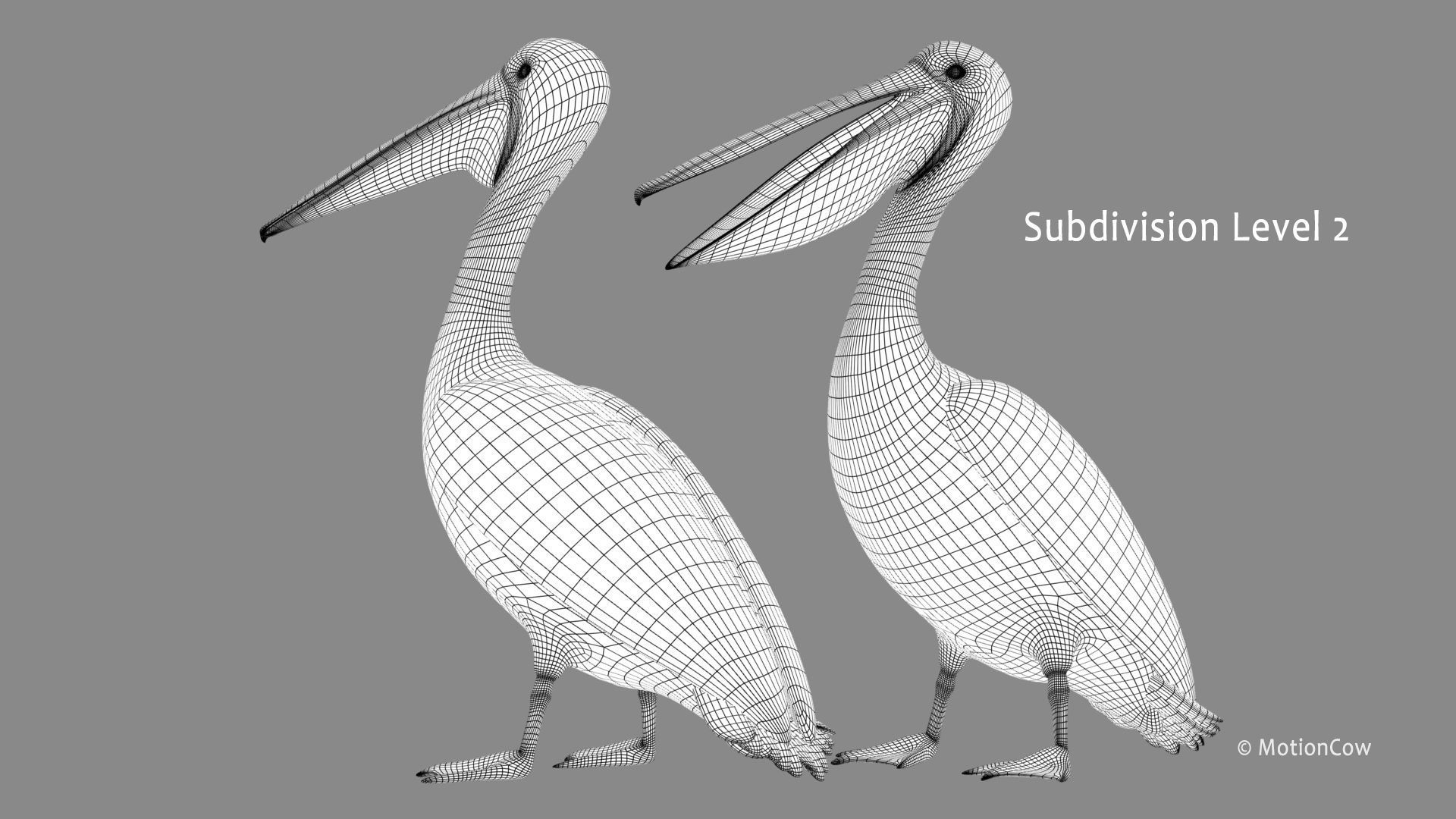 Pelican - Folded Wings 3D model_14