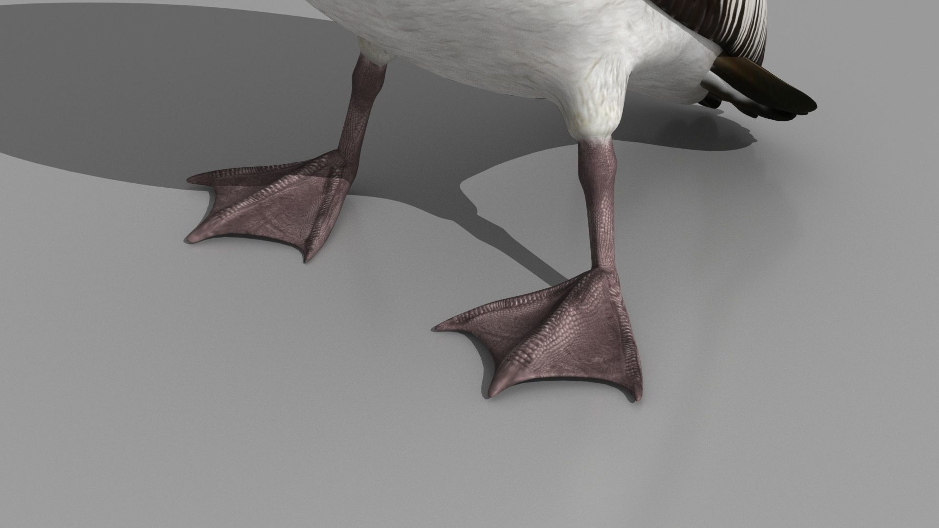 Pelican - Folded Wings 3D model_9