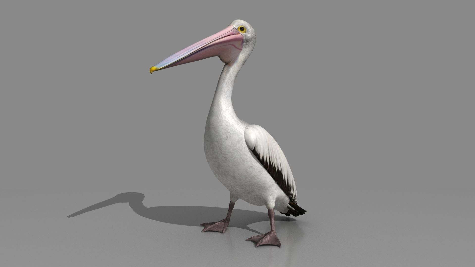 Pelican - Folded Wings 3D model_4