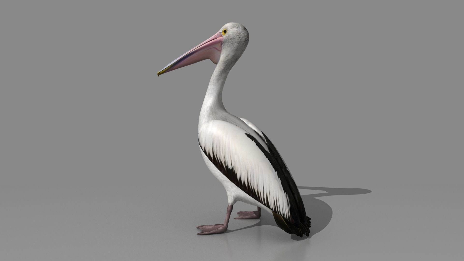 Pelican - Folded Wings 3D model_5