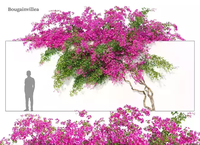 Bougainvillea 03