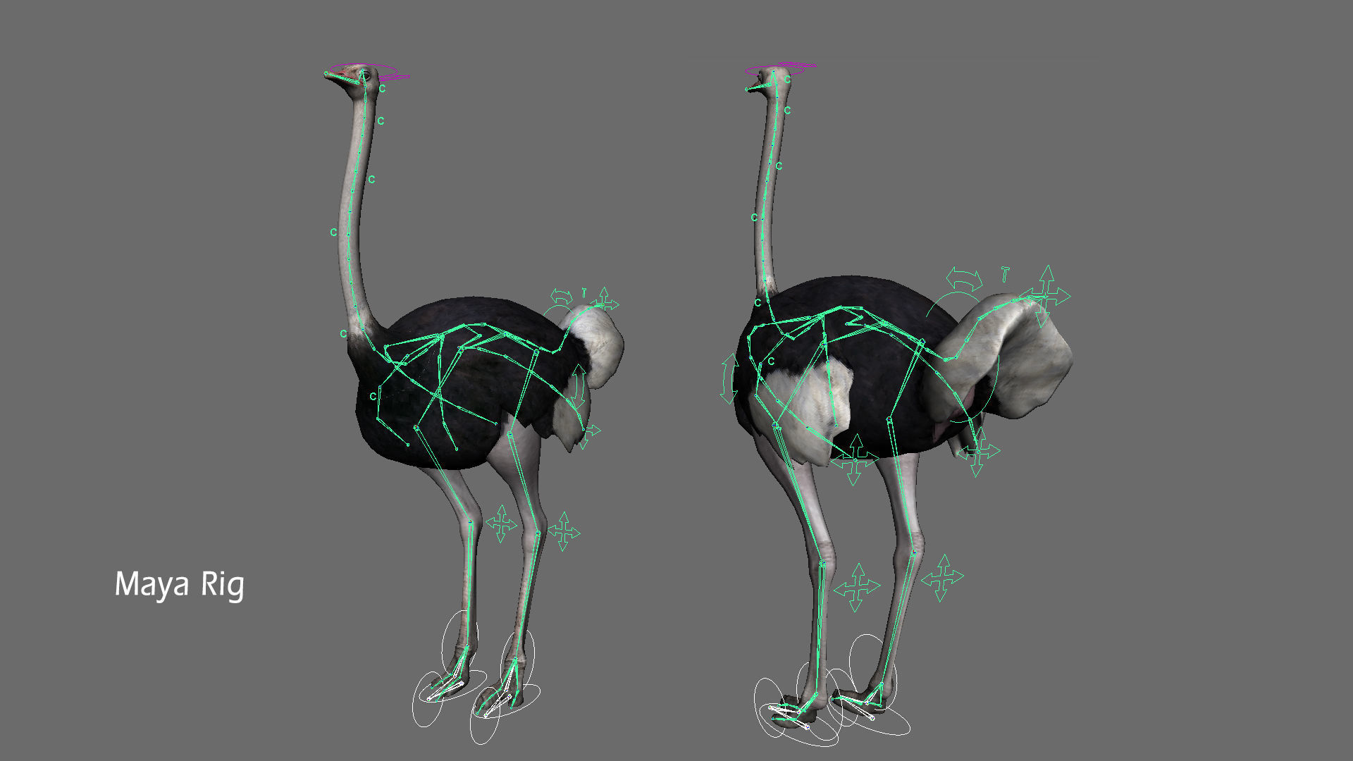 Ostrich 3D model_14