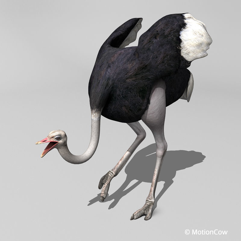 Ostrich 3D model_3