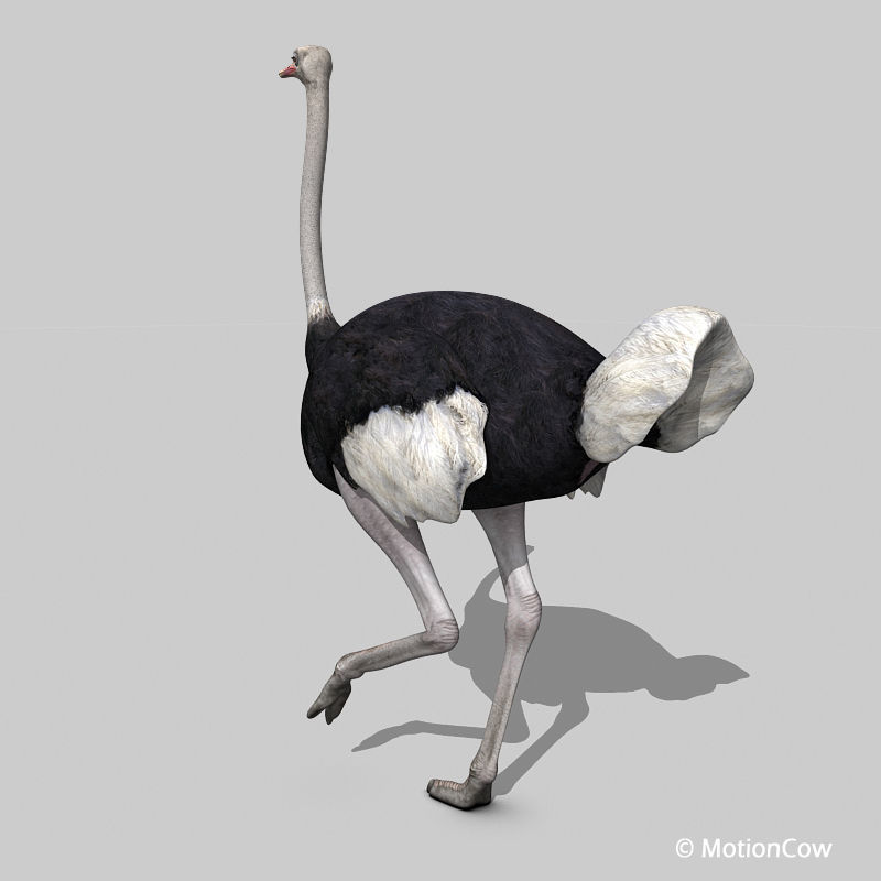 Ostrich 3D model_4