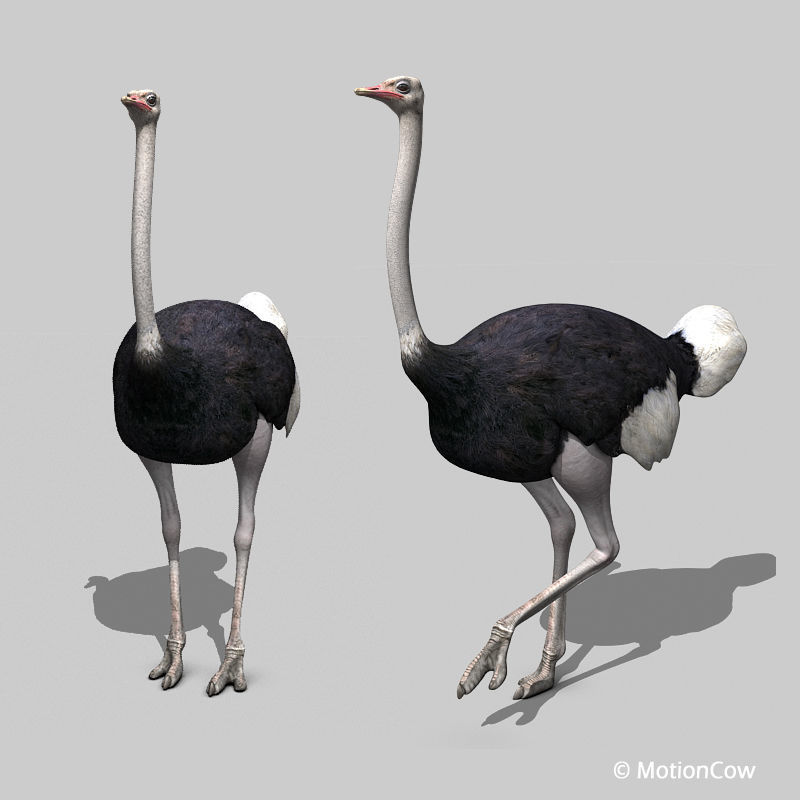 Ostrich 3D model_5