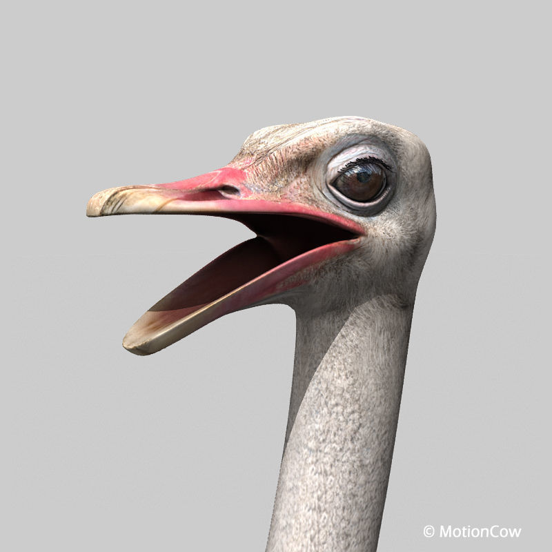 Ostrich 3D model_8