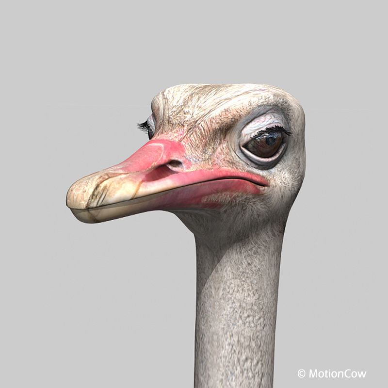 Ostrich 3D model_7