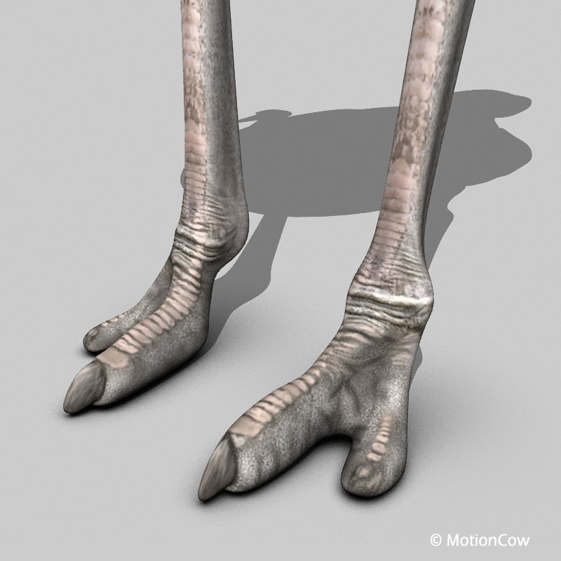 Ostrich 3D model_9