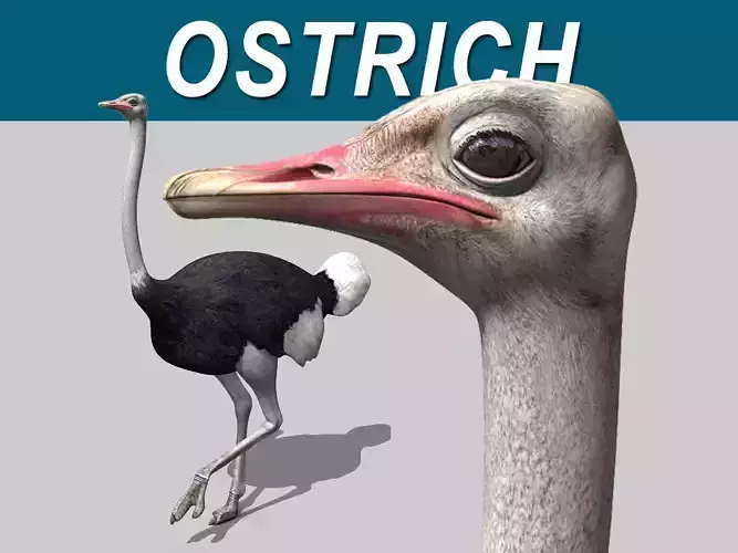 Ostrich 3D model Ostrich 3D model