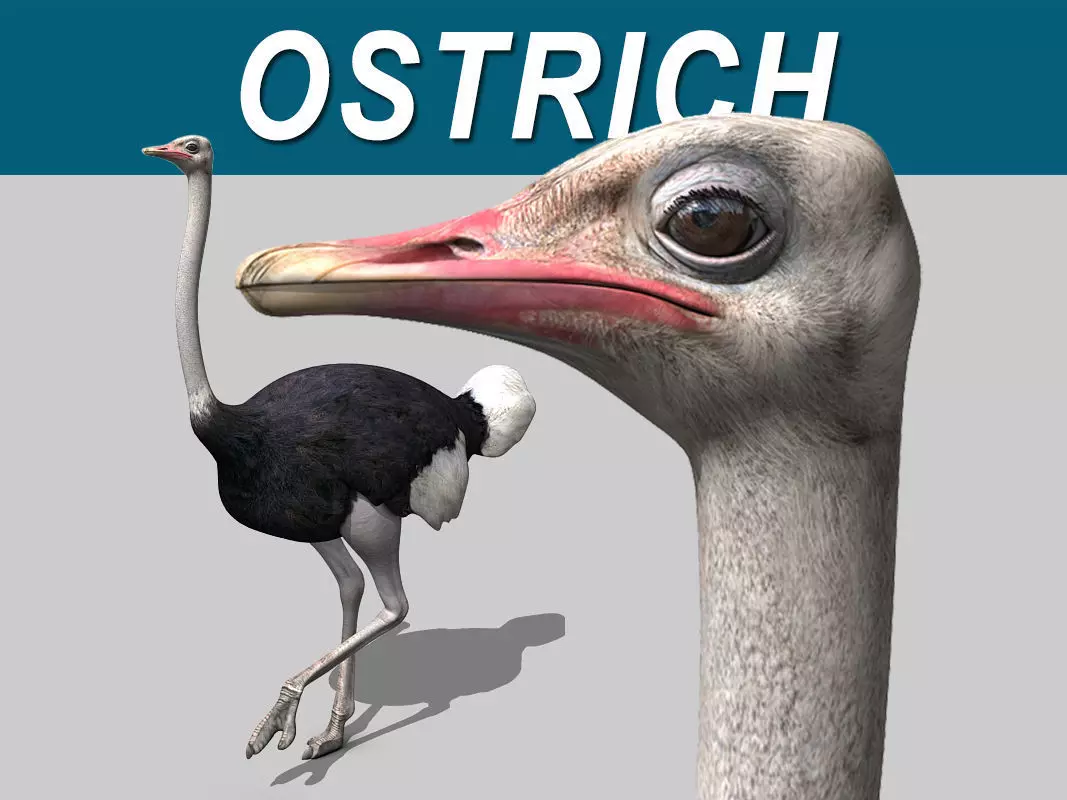 Ostrich 3D model_0