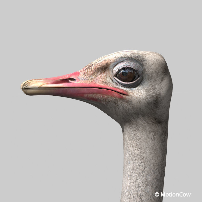 Ostrich 3D model_6