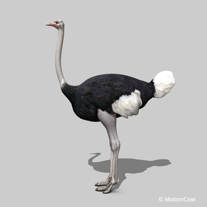 Ostrich 3D model_2