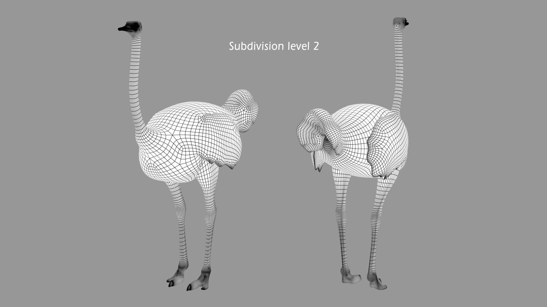 Ostrich 3D model_12