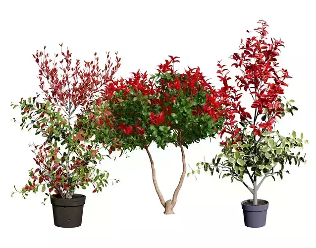 Photinia Plant in Pot Low-poly 3D model