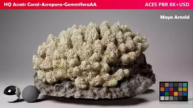HQ Assets-Coral-Acropora-GemmiferaAA Arnold 3D model