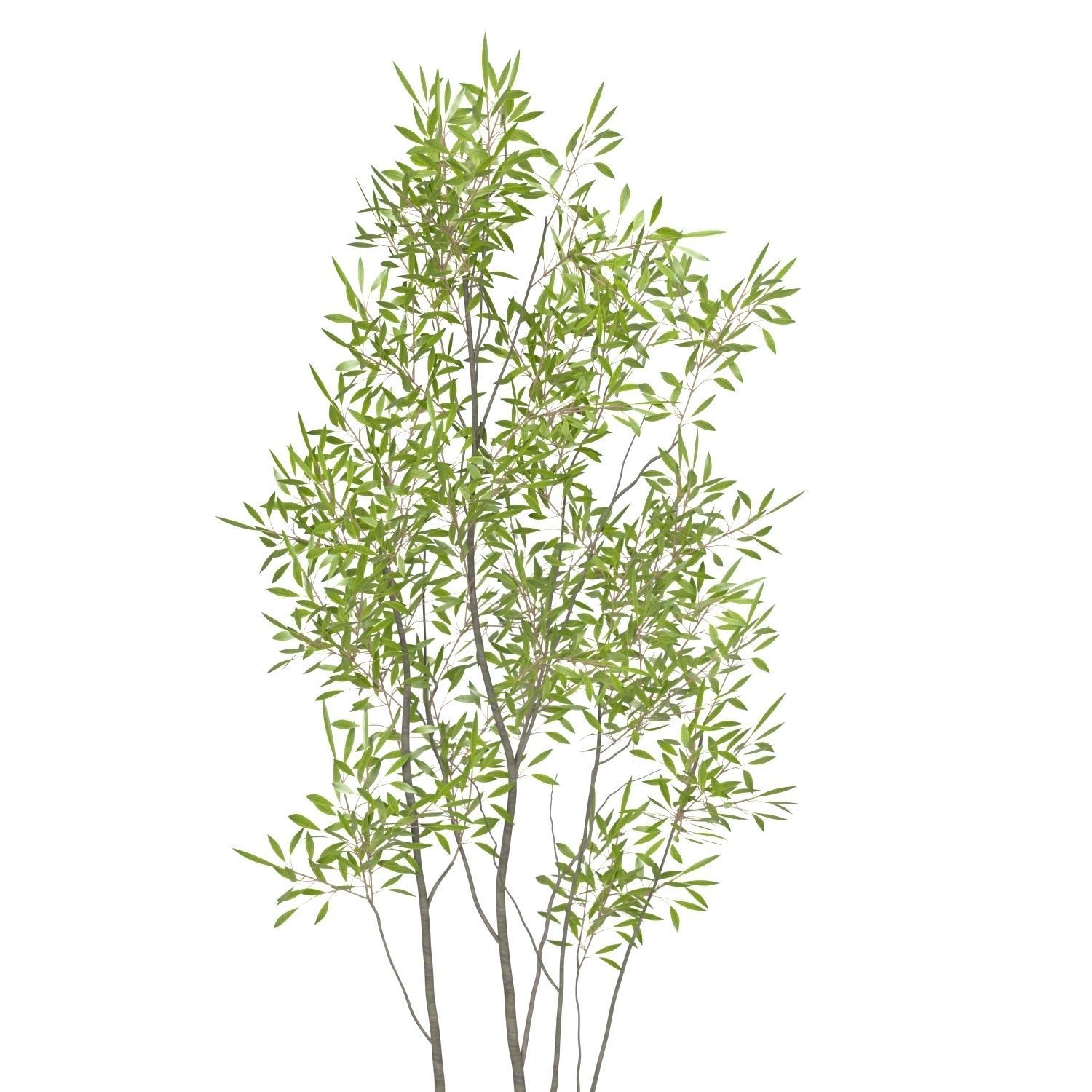 Amur Decorative Plant PBR 3D model_3
