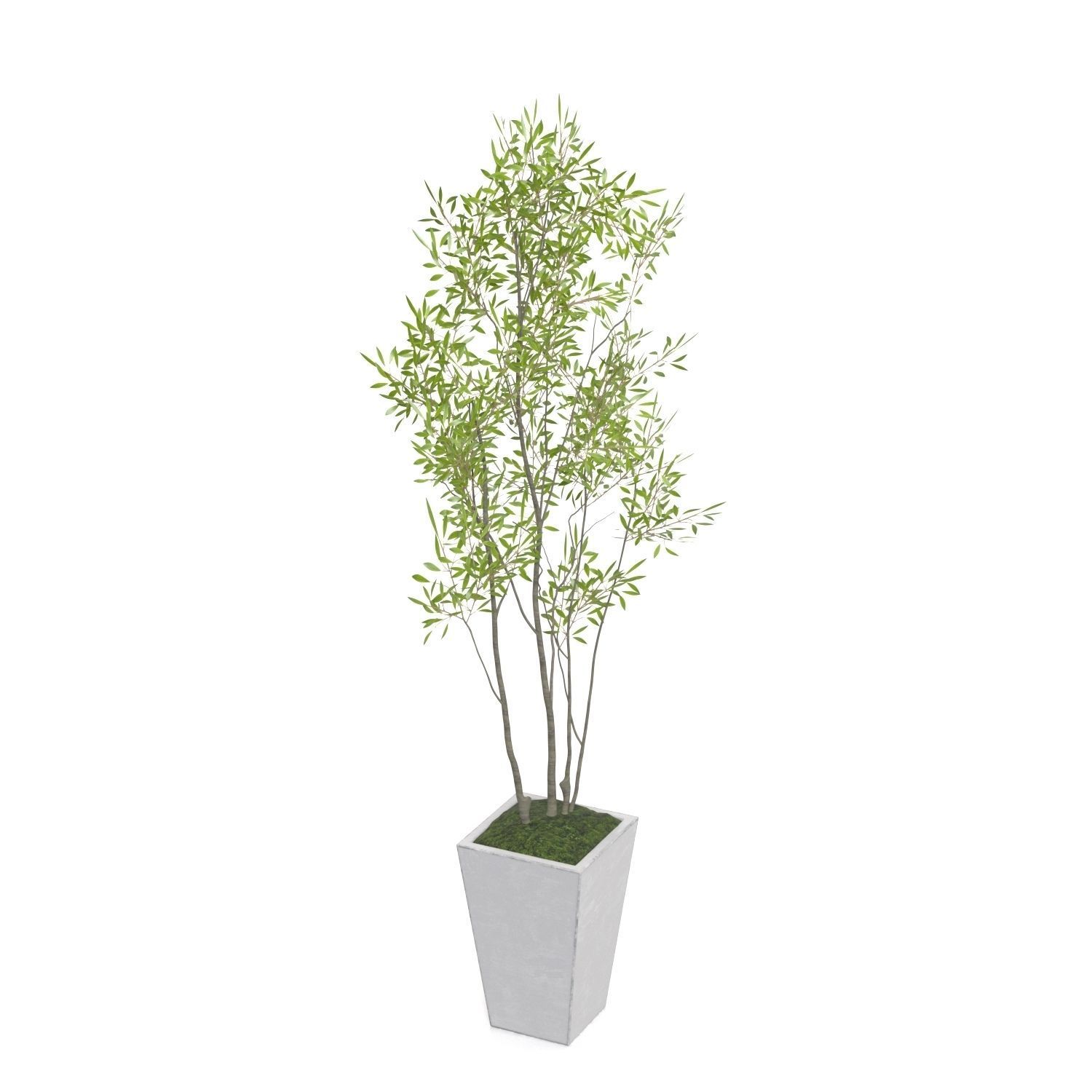 Amur Decorative Plant PBR 3D model_4