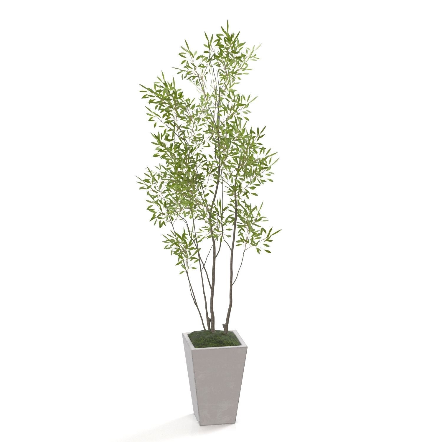 Amur Decorative Plant PBR 3D model_2