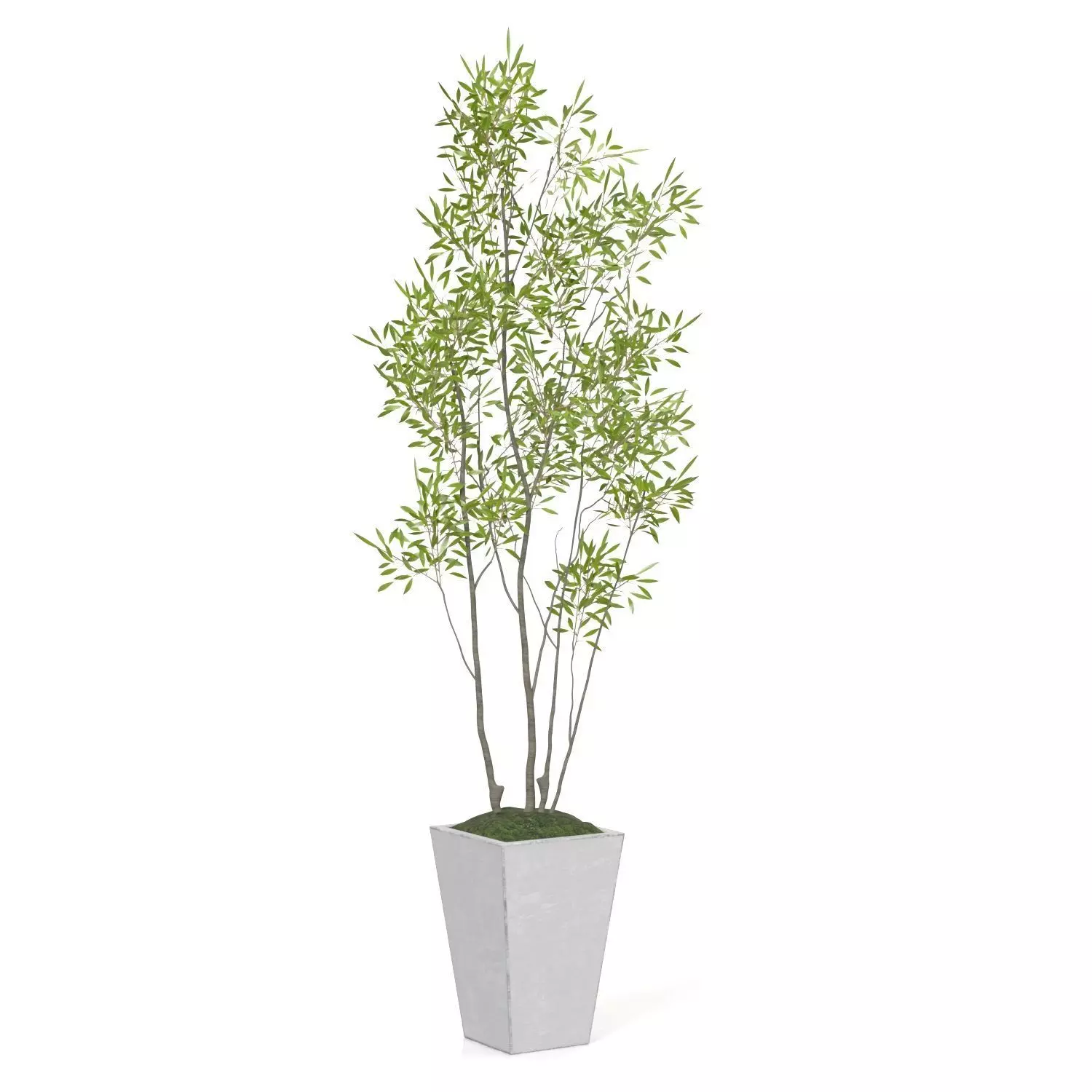 Amur Decorative Plant PBR 3D model_0