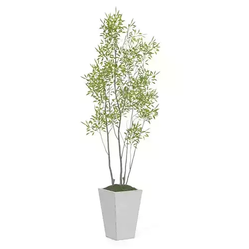 Amur Decorative Plant PBR
