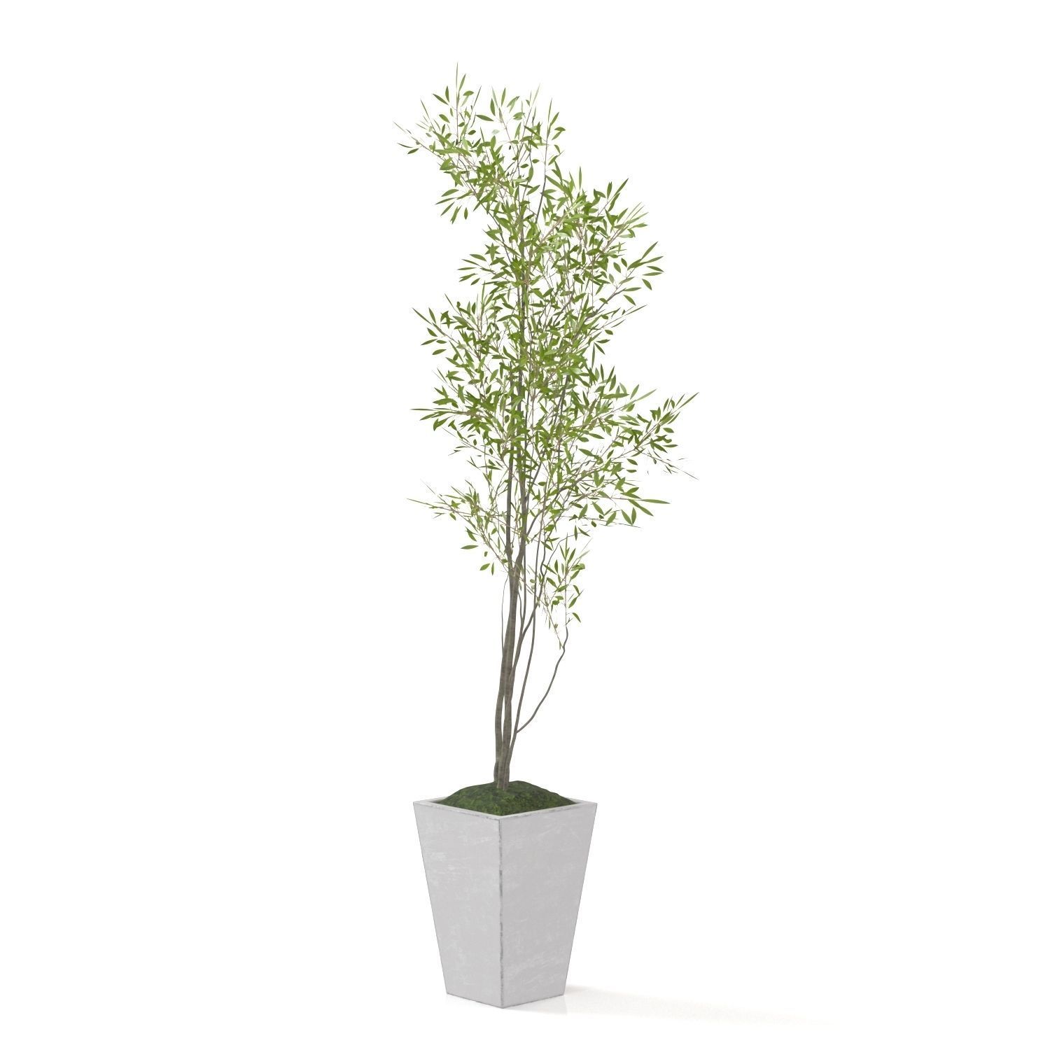 Amur Decorative Plant PBR 3D model_1