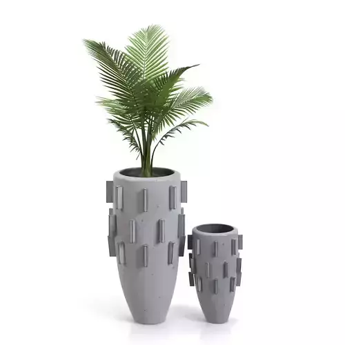 Areca Palm Ari Planter  PBR