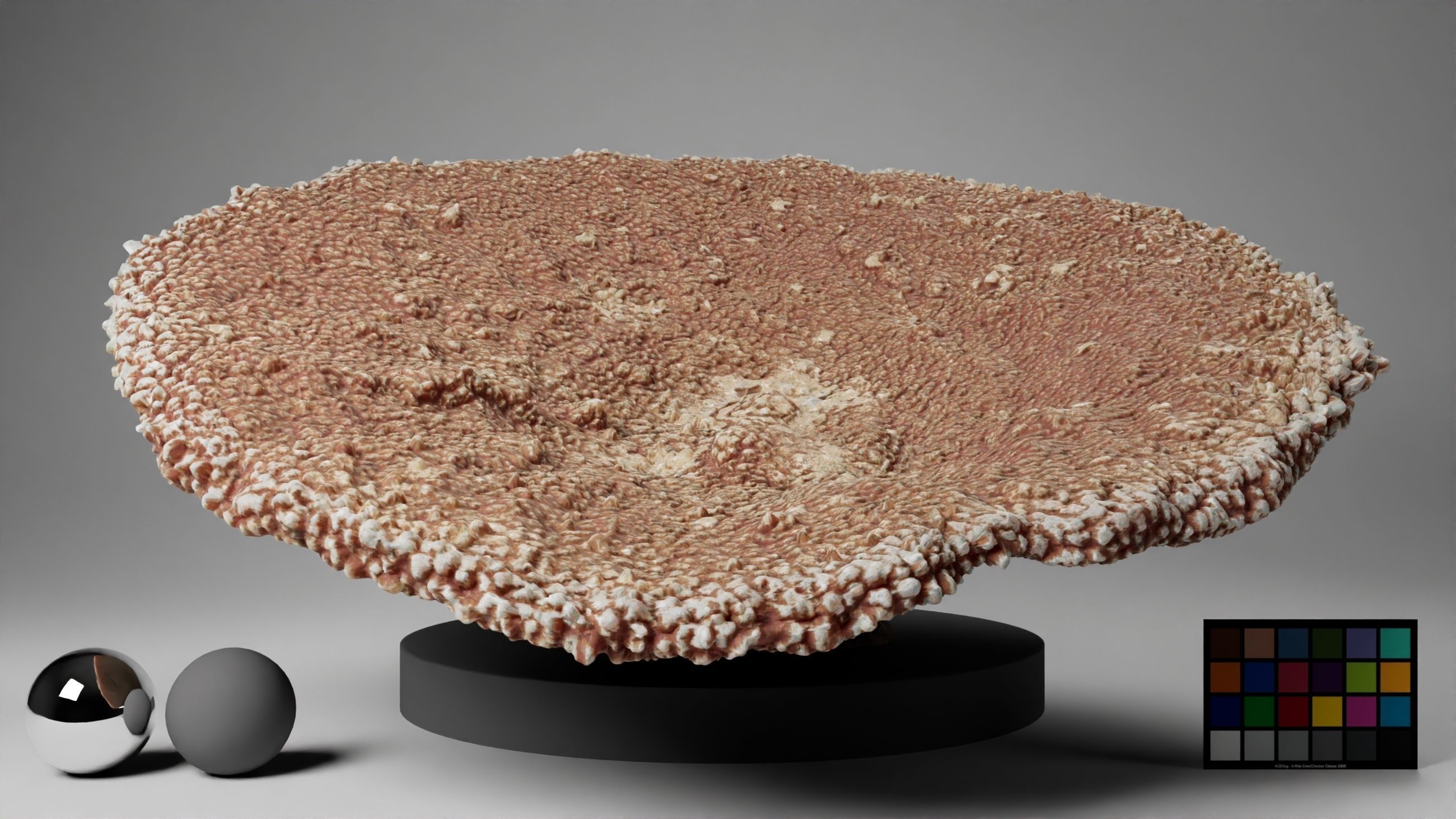 HQ Assets-Coral-Acropora-HyacinthusAA Arnold 3D model_4