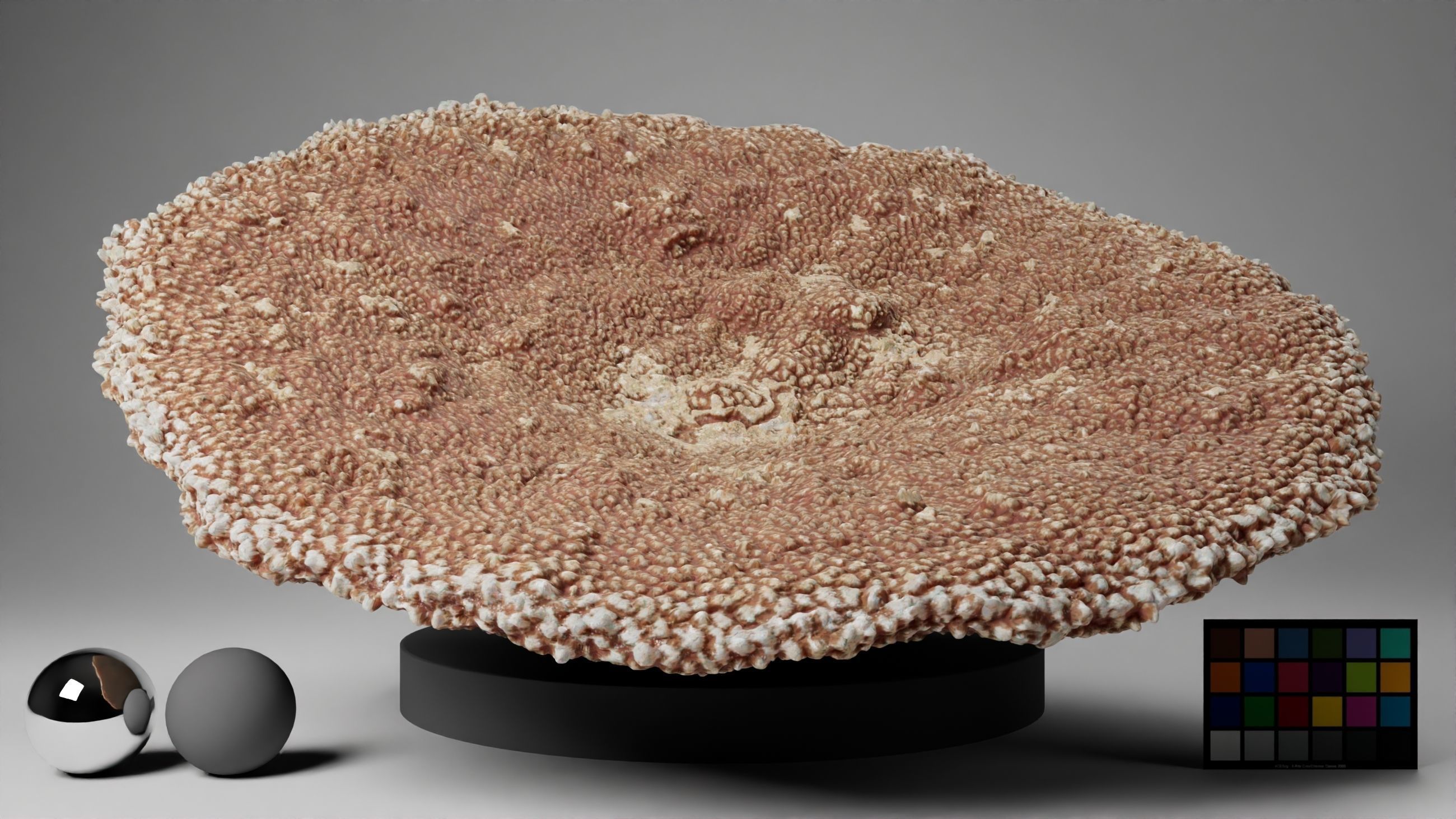 HQ Assets-Coral-Acropora-HyacinthusAA Arnold 3D model_7