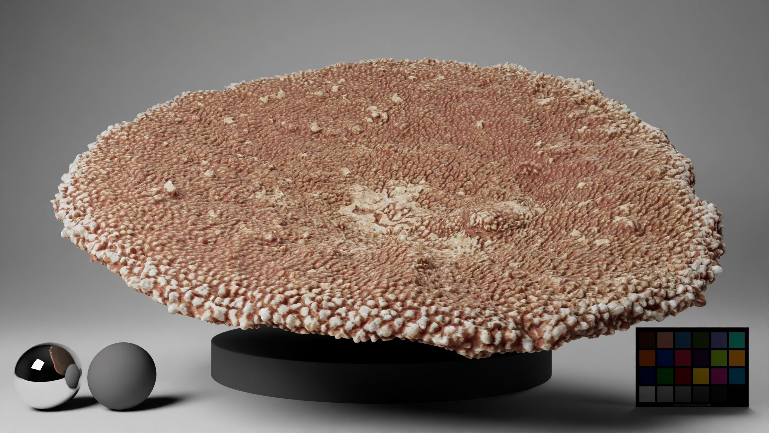 HQ Assets-Coral-Acropora-HyacinthusAA Arnold 3D model_5