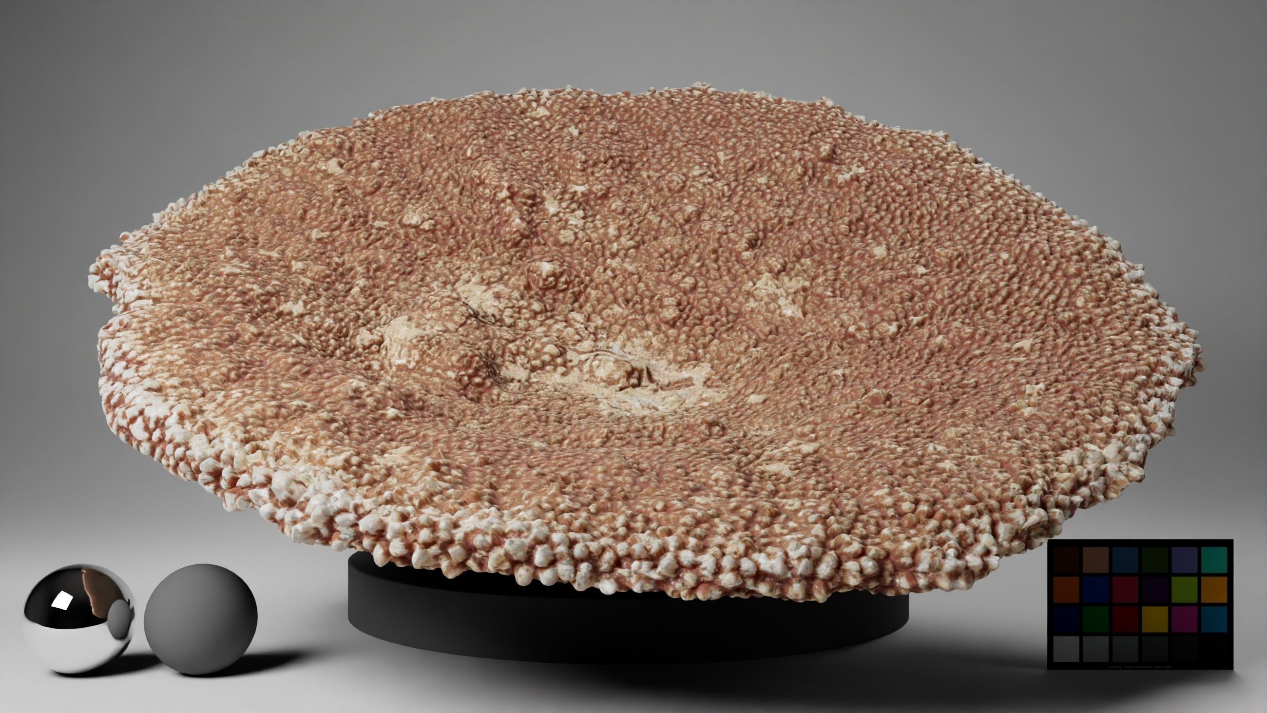 HQ Assets-Coral-Acropora-HyacinthusAA Arnold 3D model_1