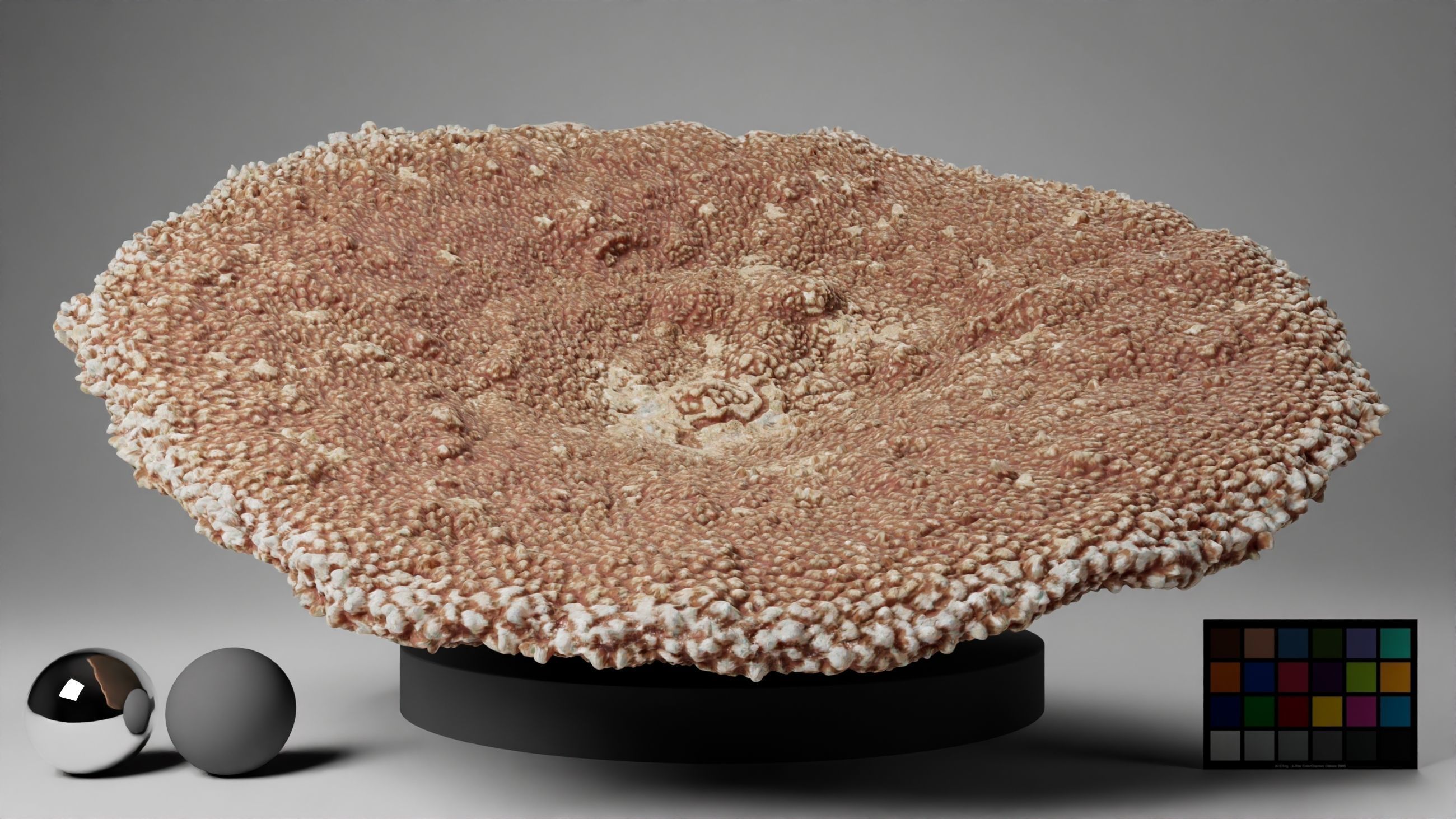 HQ Assets-Coral-Acropora-HyacinthusAA Arnold 3D model_8