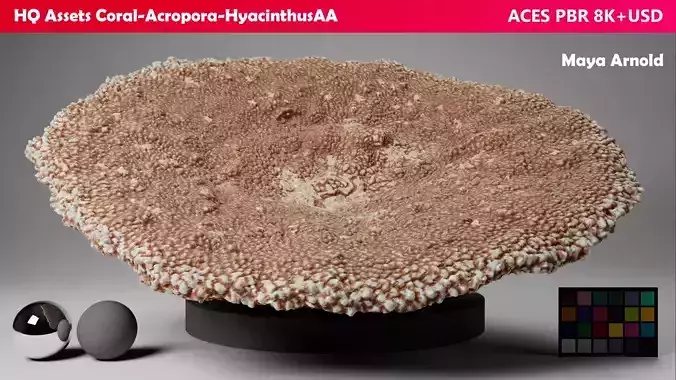 HQ Assets-Coral-Acropora-HyacinthusAA Arnold 3D model